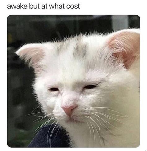sad cat meow meme